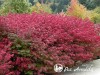 Ožekšnis Sparnuotasis  ,Compactus' (lot. Euonymus alatus)